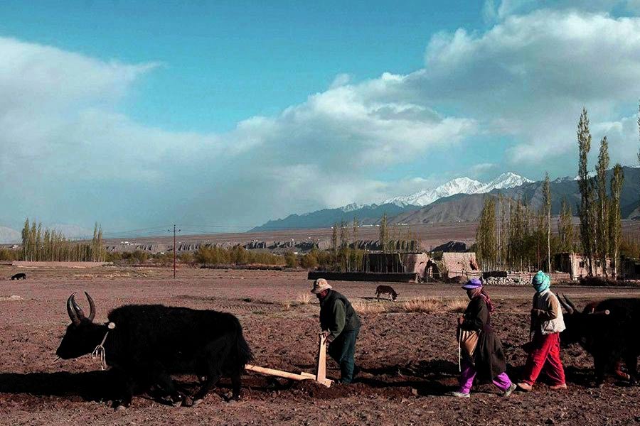 farming in ladakh